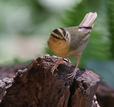 worm -eating warbler