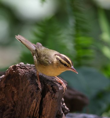 worm- eating warbler