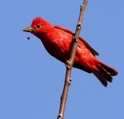 summer tanager bee