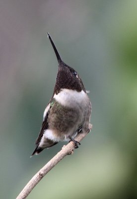 ruby-throated male