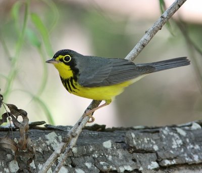 canada warbler male