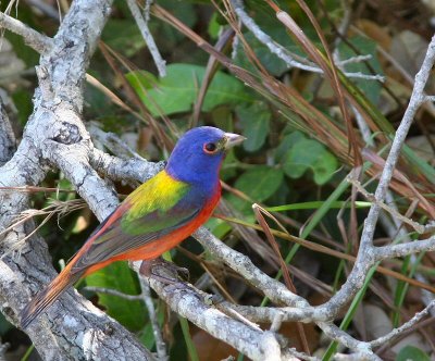 painted bunting male