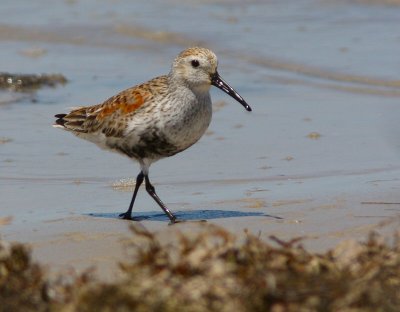 dunlin