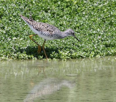 lesser yellowlegs