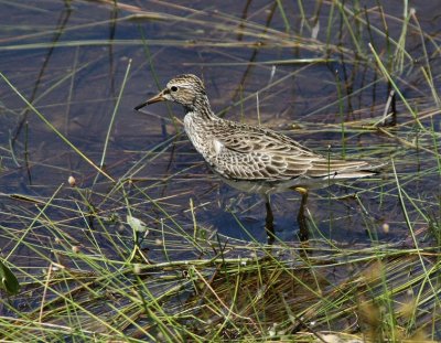 pectoral sandpiper