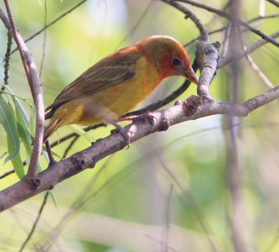 summer tanager first yr male