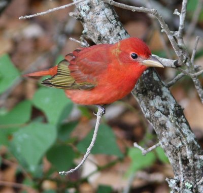 summer tanager 1st year male