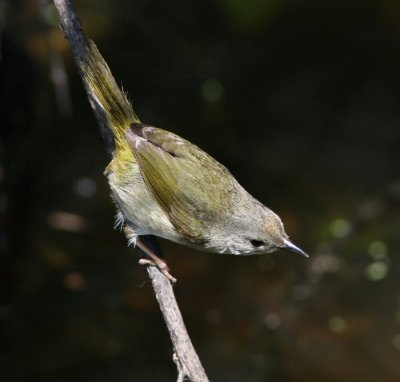 common yellowthroat female