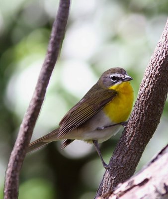 yellow breasted chat