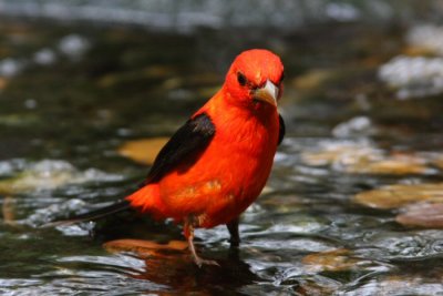 scarlet tanager male