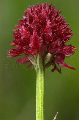 Nigritella austriaca subsp. iberica