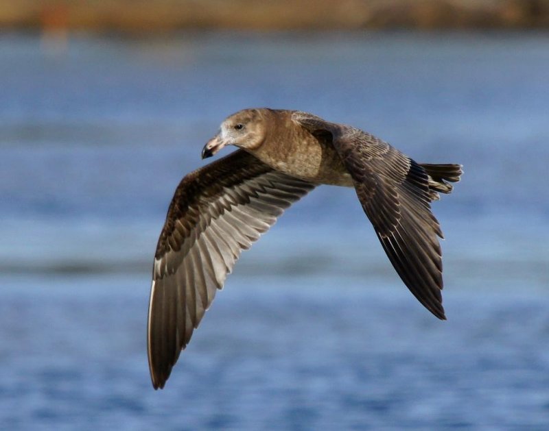 Pacific Gull (immature)