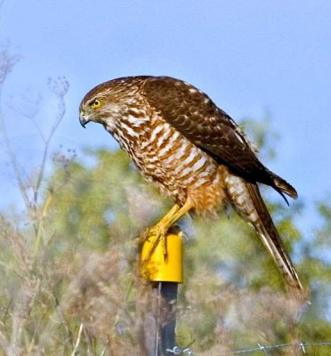 Brown Goshawk