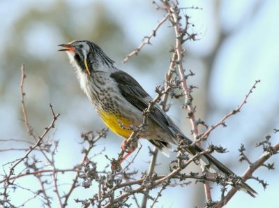 Yellow Wattlebird