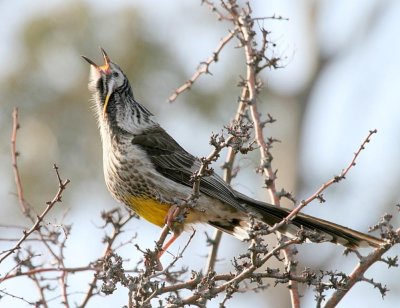 Yellow Wattlebird