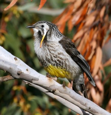 Yellow Wattlebird