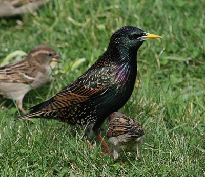 Common Starling (with House Sparrows)