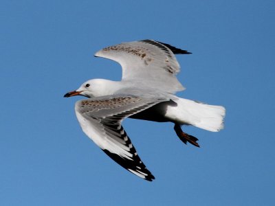 Silver Gull (immature)