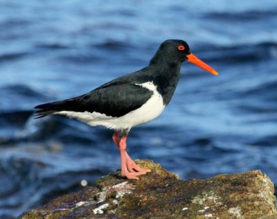 Pied Oystercatcher