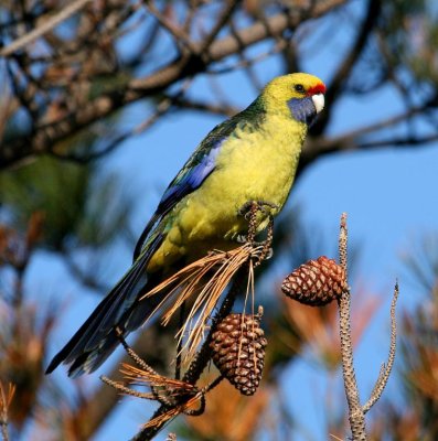 Green Rosella 