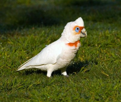 Long-billed Corella