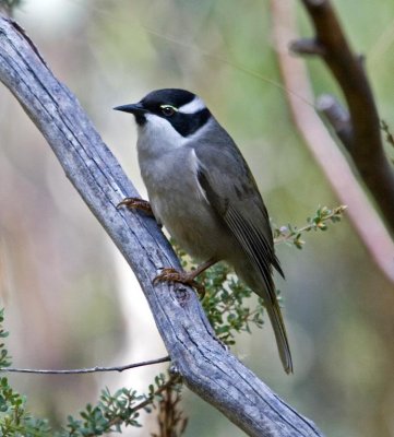 Strong-billed honeyeater (see endemics)