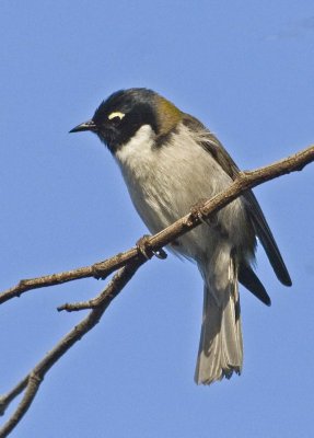 Black-headed Honeyeater