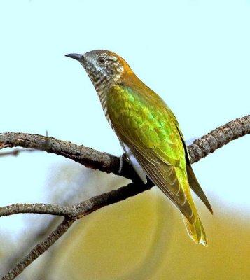Shining Bronze-Cuckoo
