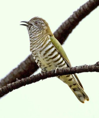 Shining Bronze-Cuckoo