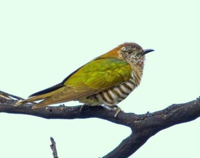 Shining Bronze-Cuckoo