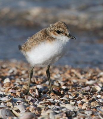 Red-capped Plover (runner)