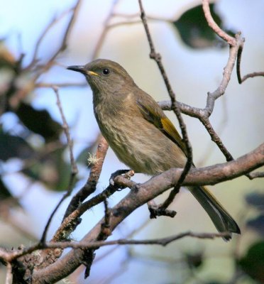 Crescent Honeyeater (juvenile female)
