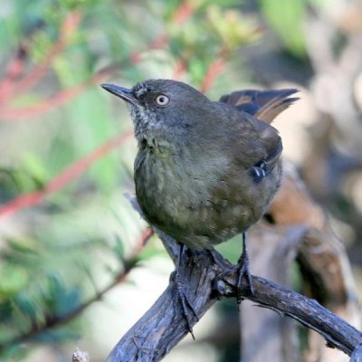 Tasmanian Scrubwren