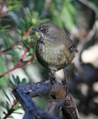 Tasmanian Scrubwren