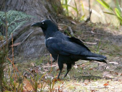 Forest Raven