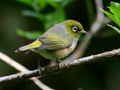 Silvereye