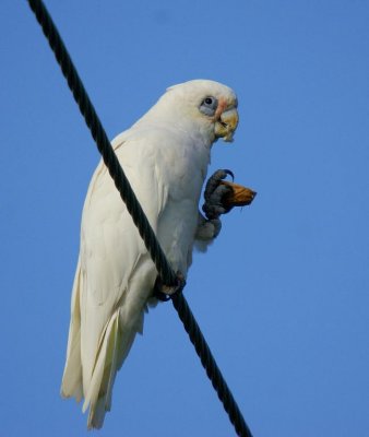 Little Corella (eating walnut)