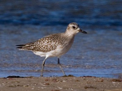 Grey Plover