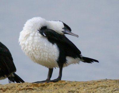 Black-faced Cormorant