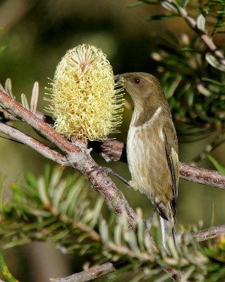 Crescent Honeyeater (female on Banksia marginata)