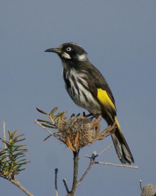 New Holland Honeyeater