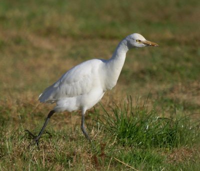 Cattle Egret