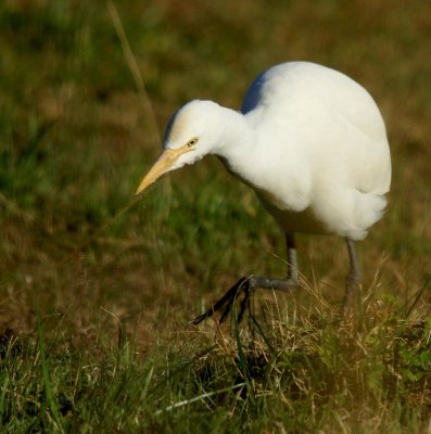 Cattle Egret