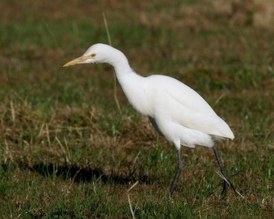 Cattle Egret