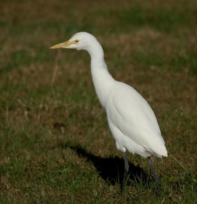 Cattle Egret