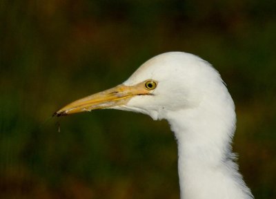 Cattle Egret