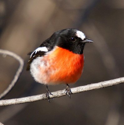 Scarlet Robin (male)