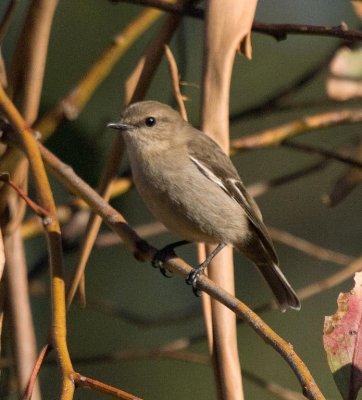 Dusky Robin