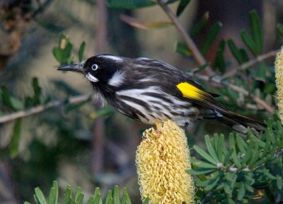 New Holland Honeyeater