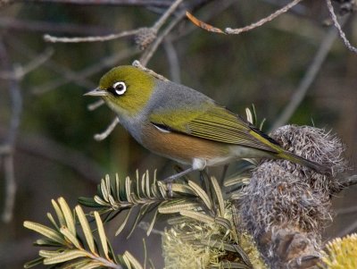 Silvereye
